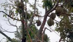 Nekat, Maling Bawa Kabur Durian Senilai Rp450 Juta dari Kebun