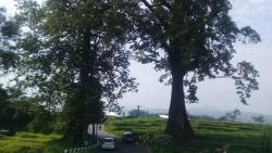  Cerita Misteri Randu Jajar di Pemalang, Konon sebagai Pintu Gerbang Alam Gaib