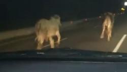 Truk Angkut Hewan Terbalik di Tol Arah Bandara Soetta, 2 Ekor Sapi Lepas 