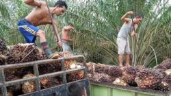 Harga TBS Sawit Tak Menentu, Petani di Muarojambi Makin Pusing