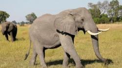 5 Hewan yang Dianggap Suci di Berbagai Kepercayaan di Dunia