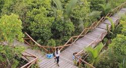 Menyusuri Sungai Bakau di Nusakambangan, Mangrove Terlengkap dengan Flora dan Fauna Eksotis 
