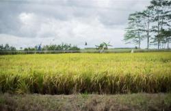 BUMN Bakal Bangun Food Estate di Merauke Papua Selatan Seluas 2 Juta Hektare 