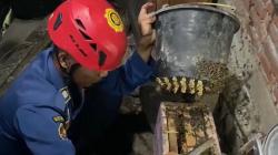 Dramatis, Petugas Damkar Banjarnegara Evakuasi Sarang Lebah Madu di Rumah Warga