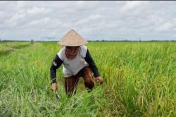 Jokowi Bakal Panen Food Estate Perdana di Sumut, Ini Komoditasnya