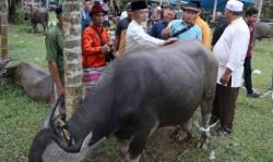 Tradisi Jelang Ramadan, Warga Tabir Merangin Jambi Bantai Puluhan Ekor Kerbau