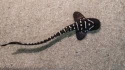 3 Anakan Hiu Belimbing Dilepasliarkan di Raja Ampat, Ini Penampakannya