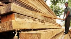 Berkas Lengkap, Tersangka Pembalakan Liar Kayu Merbau Segera Disidang