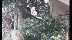 Monyet Liar Teror Puskesmas Sindang Majalengka, Nakes dan Pasien Ketakutan