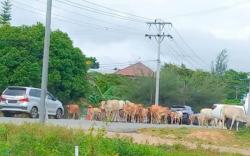 Pemkab Ogan Ilir Libatkan Polisi Tertibkan Hewan Ternak di Jalan Umum<