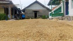 Harga Gabah Meroket, Penggilingan Beras di Palasah Majalengka Berhenti Beroperasi<