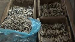 Jelang Ramadhan, Harga Ikan Teri dan Telur di Grobogan Meroket