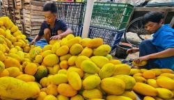 Membeli Timun Suri Khas Bulan Ramadan untuk Berbuka Puasa 