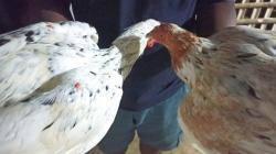 Pedagang Ayam Kampung Musiman Bermunculan di Gorontalo jelang Ramadhan