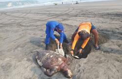 Seekor Penyu Lekang Ditemukan Mati Terdampar di Pantai Parangkusumo Bantul