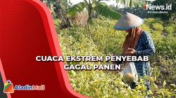 Cuaca Ekstrem jadi Penyebab Gagal Panen Cabai di Gresik