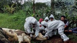 Kasus LSD Pertama Muncul di KBB, Sapi Perah di Lembang Terpaksa Dipotong<