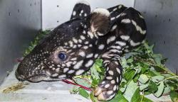 Bayi Tapir Ditemukan Terjebak Dalam Lubang Dievakuasi BKSDA Riau