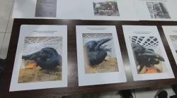 Penyelundupan 51 Burung Gagak Digagalkan di Surabaya, Diduga untuk Media Ritual