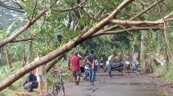 8 Pohon Tumbang akibat Hujan Deras dan Angin Kencang di Kiaracondong Bandung