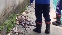 Damkar Evakuasi Ular Kobra 1,5 Meter di Cibinong, Resahkan Warga Seminggu Terakhir