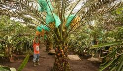 Kebun Kurma Tumbuh Subur di Tanah Karo