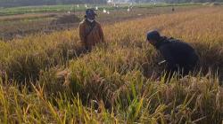 Petani Purwakarta Surplus Beras, Rasakan Manfaat Program Pertanian dari Kementan