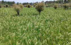 UGM Luncurkan Gamagora 7, Padi Varietas Unggul Tahan Hama Penyakit