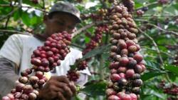 Petani Kopi di Temanggung Disarankan Tumpang Sari dengan Jahe, Ini Keuntungannya