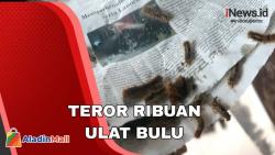 Ribuan Ulat Bulu Serang Permukiman di Asahan, Warga Mengungsi ke Tempat Aman