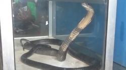 Heboh, Kobra Hitam Masuk Rumah Warga Sembunyi di Bawah Ayunan Bayi<