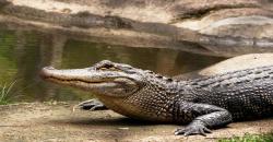 Fosil Jejak Kaki Amfibi Raksasa Ditemukan, Bukti Ada Makhluk Besar Lain Sebelum Dinosaurus