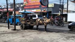 H-7 Lebaran, Delman Dilarang Beroperasi di Jalan Raya Padalarang KBB<