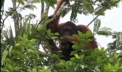 Orang Utan Berukuran Besar Masuk ke Permukiman Warga di Palangka Raya<