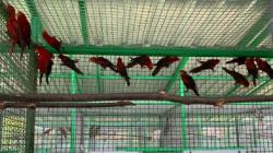 BKSDA Maluku Terima Satwa Dilindungi 1 Burung Kasturi, 25 Nuri dan 3 Perkici Pelangi<