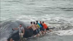 Aksi Heroik Petugas dan Warga Evakuasi Paus Terdampar di Pantai Lepang Klungkung 