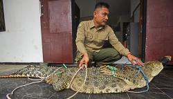 Buaya Muara Bobot 129 Kg Bikin Resah Dievakuasi dari Sungai Panghaur Banten