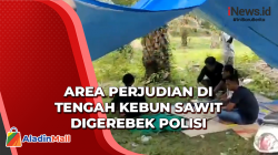 Polisi Gerebek Area Perjudian di Tengah Kebun Sawit di Dharmasraya
