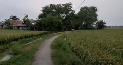 Kampung Unik di Karawang, Singgah ke Desa yang Hanya Boleh Dihuni 9 Keluarga, seperti Ini Suasananya!<