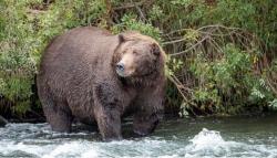 54 Serangan Beruang Resahkan Warga Jepang, 1 Orang Tewas dan Puluhan Luka-Luka