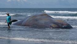 Lagi, Paus Sperma Terdampar di Pantai Bali