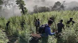 Ladang Ganja Seluas 8,9 Hektare Ditemukan di Hutan Lindung Nagan Raya