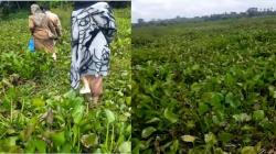 Perjuangan Guru untuk Mengajar di Hulu Sungai Utara, Lewati Rawa Dipenuhi Eceng Gondok<