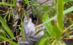 Dramatis! Evakuasi Perempuan Terjebak dalam Pura, Diterjang Banjir saat Sembahyang<