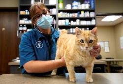 Kucing Terkenal Takut Air, Ternyata Ini Penyebabnya