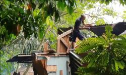 1 Rumah di Samarinda Tertimpa Pohon Tumbang, Tidak Ada Korban Jiwa<
