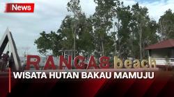 Menikmati Indahnya Wisata Hutan Bakau Rangas Beach di Mamuju