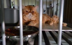 Suasana Penitipan Kucing Ditinggal Pemilik Mudik Lebaran