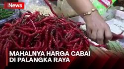 Meroket! Harga Cabai Merah Tembus Rp125 Ribu per Kilogram di Palangka Raya