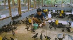 Jualan Apa yang Laku di Kampung? Dari Berdagang Ayam Sampai Bisnis Kerajinan Tangan